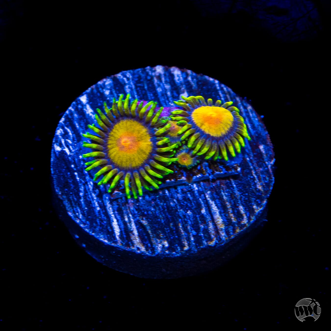 WWC Queen Midas Zoanthids