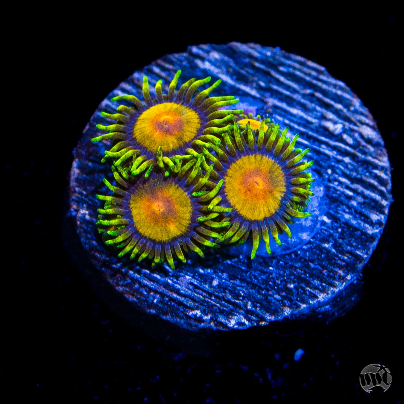 WWC Queen Midas Zoanthids