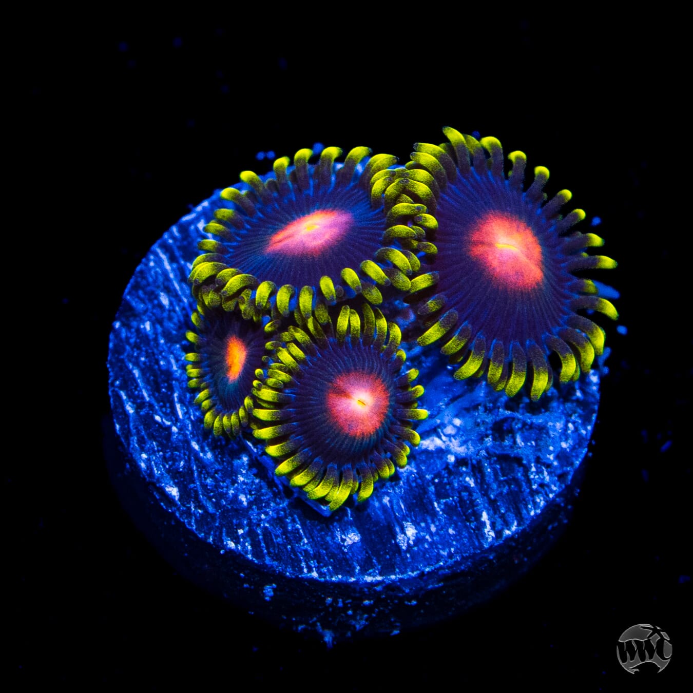 WWC Peacock Nipple Zoanthids