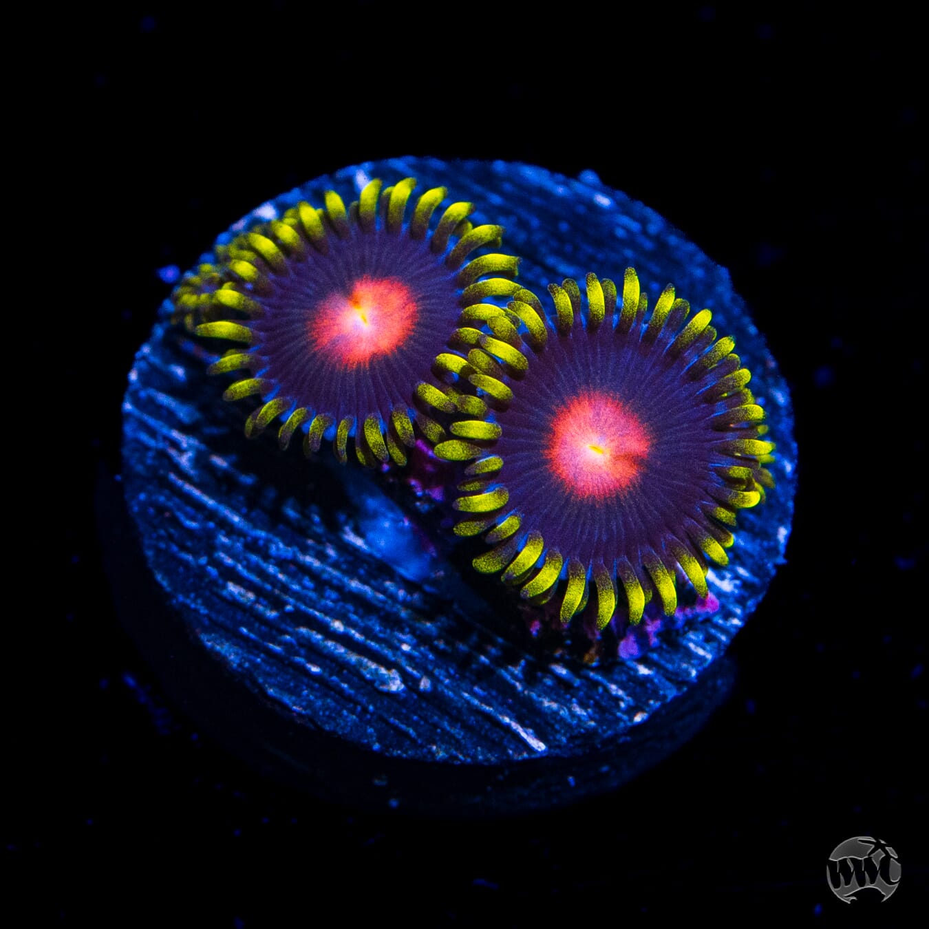 WWC Peacock Nipple Zoanthids