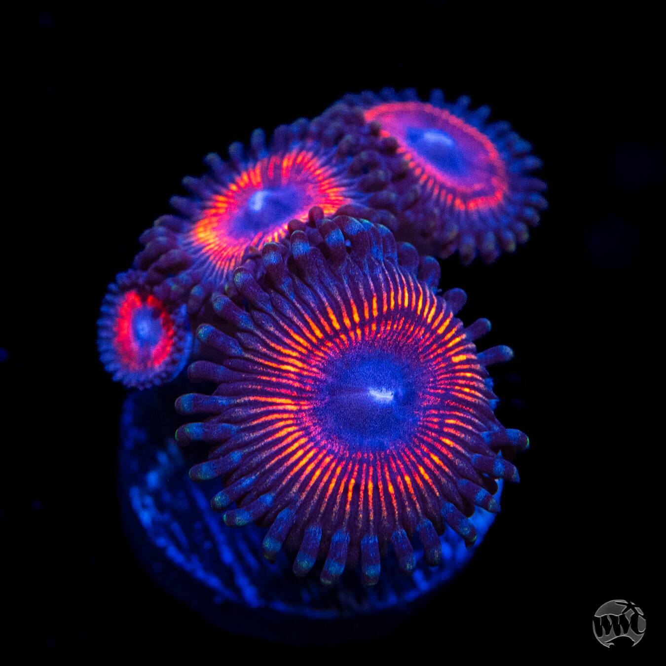 Armor Of God Zoanthids