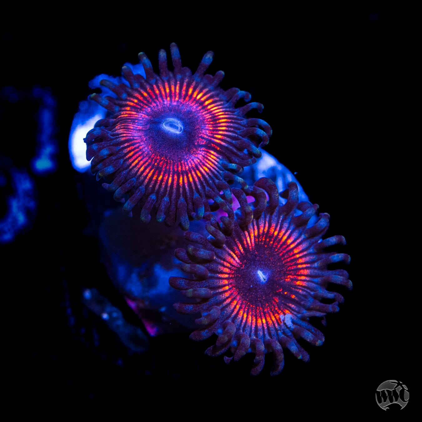 Armor Of God Zoanthids