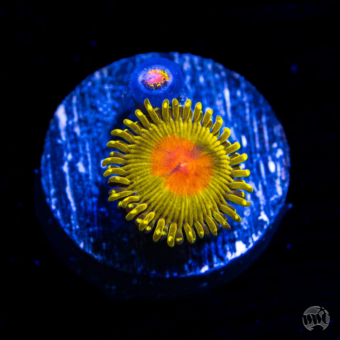 WWC Golden Gods Zoanthids