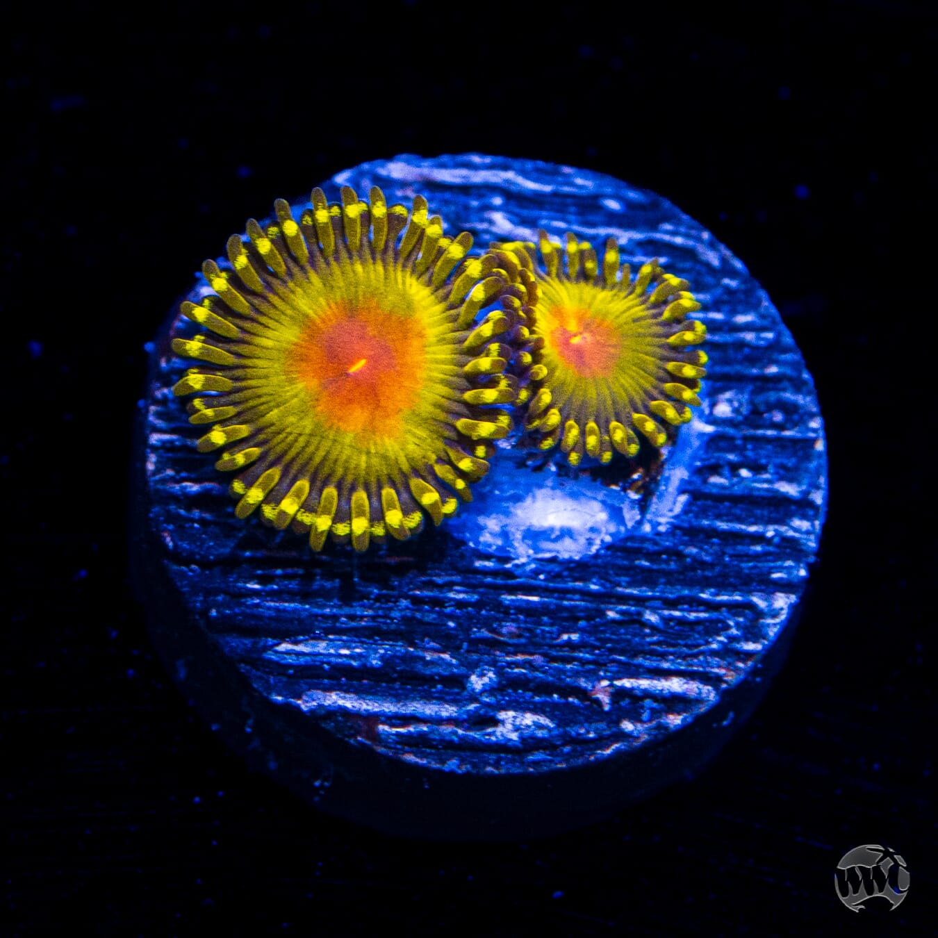 WWC Golden Gods Zoanthids