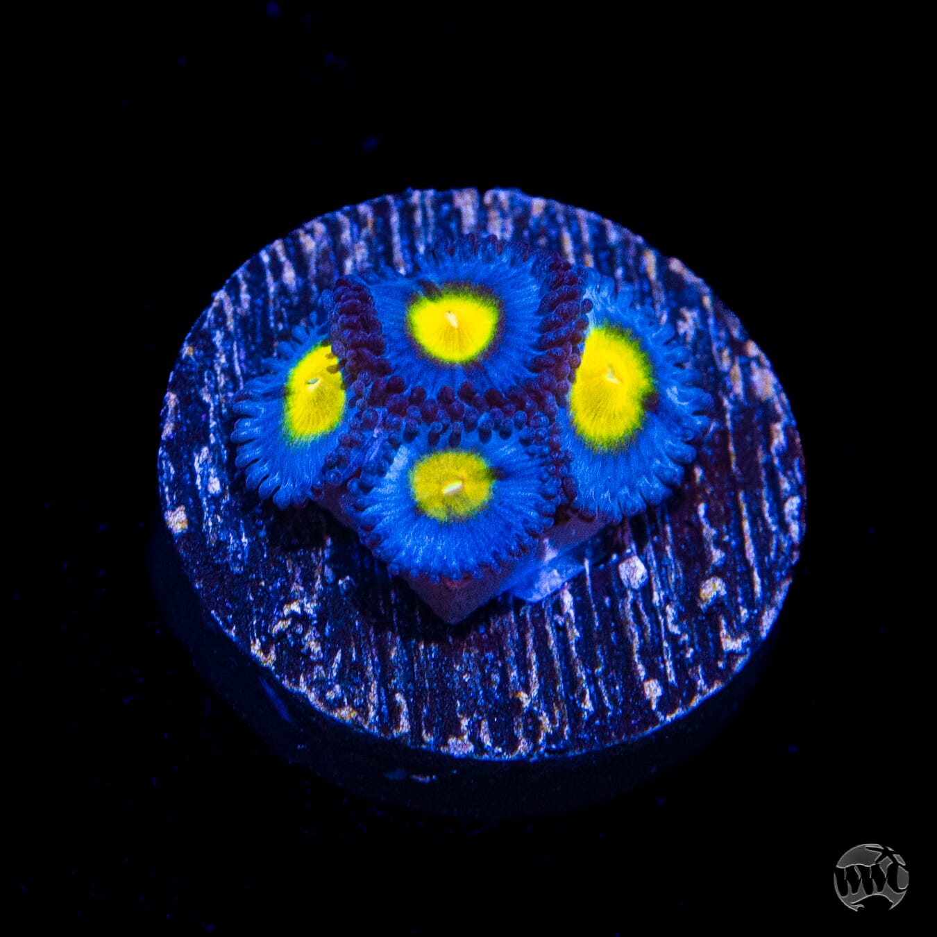 WWC AOI Zoanthids