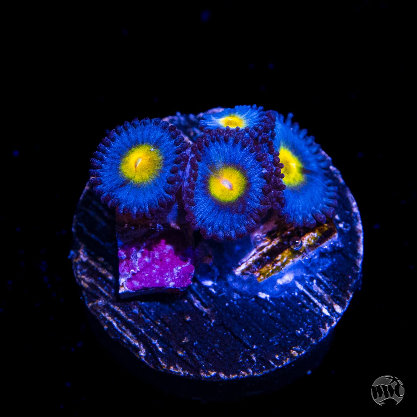 WWC AOI Zoanthids