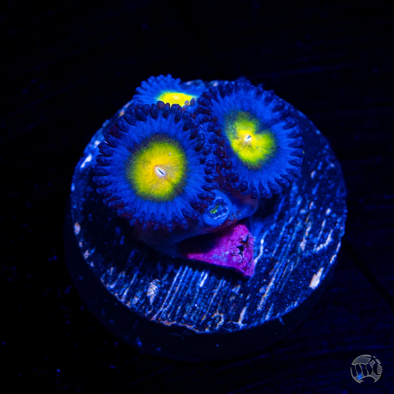 WWC AOI Zoanthids