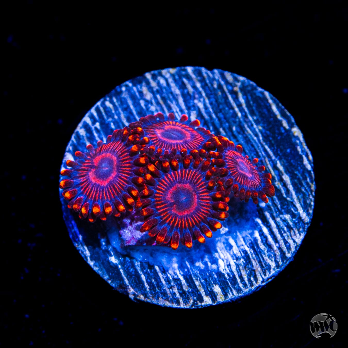 WWC Flaming Dragon Zoanthids