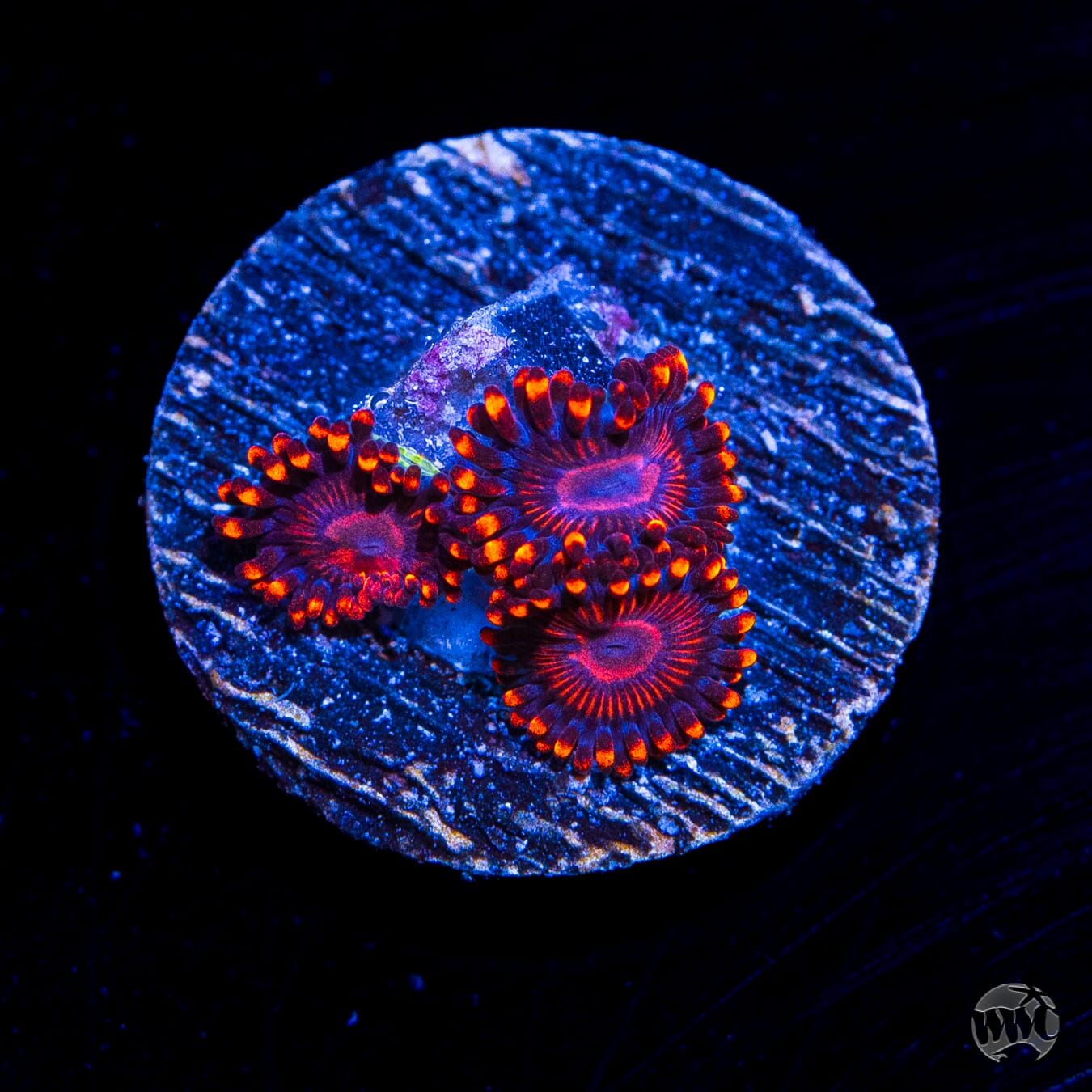 WWC Flaming Dragon Zoanthids