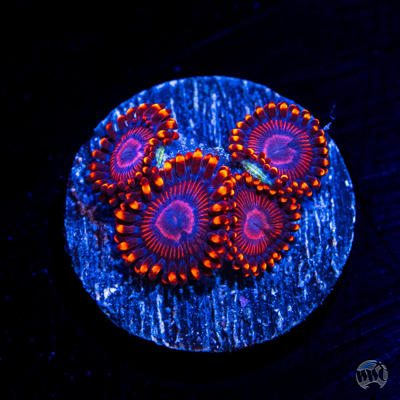 WWC Flaming Dragon Zoanthids