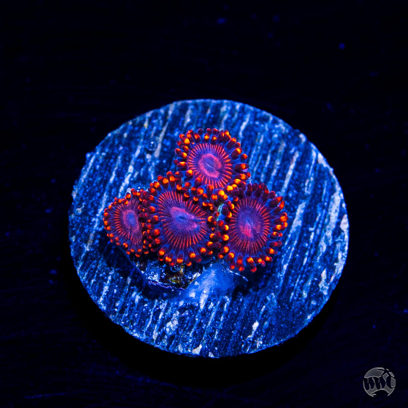 WWC Flaming Dragon Zoanthids