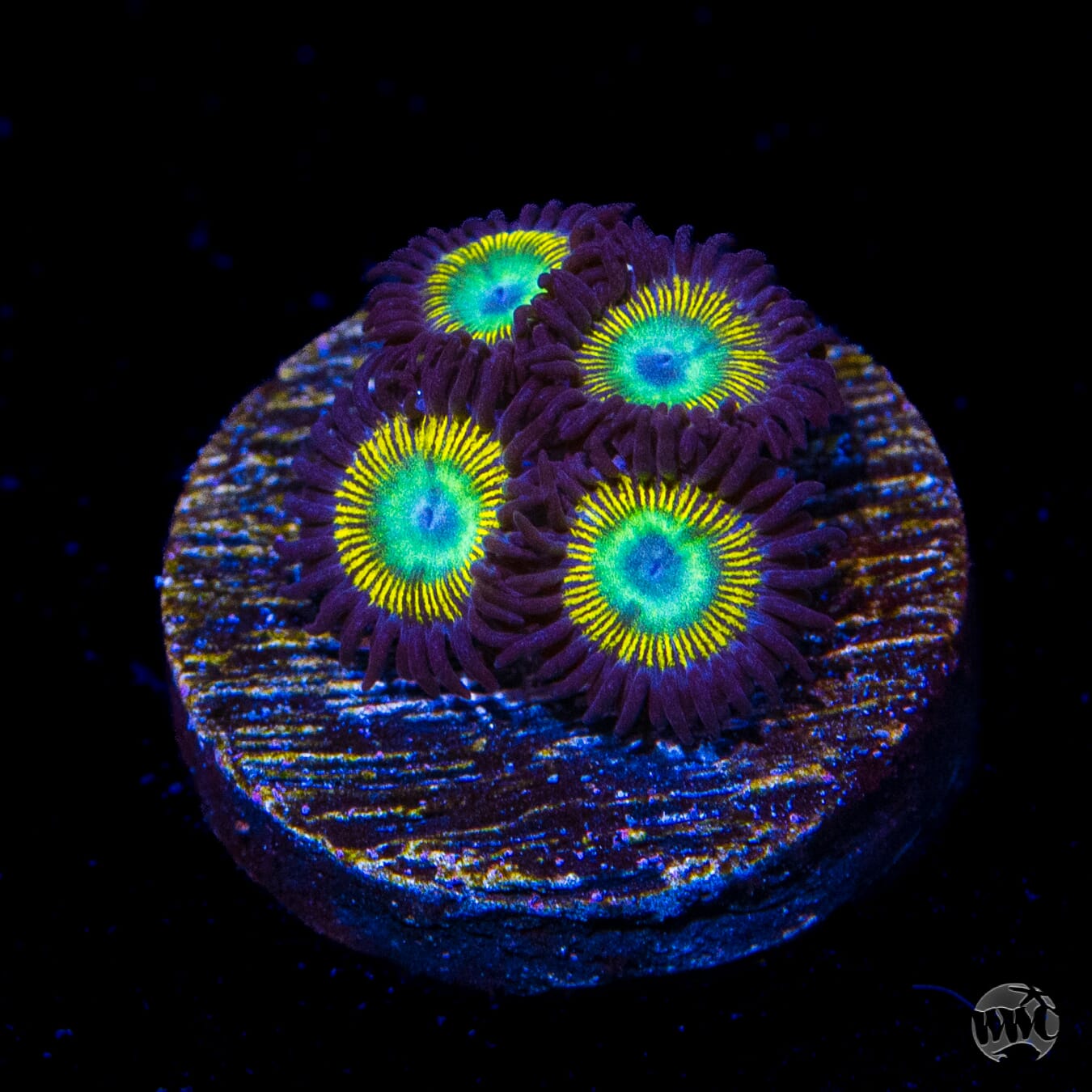 WWC Saltwater Taffee Zoanthids