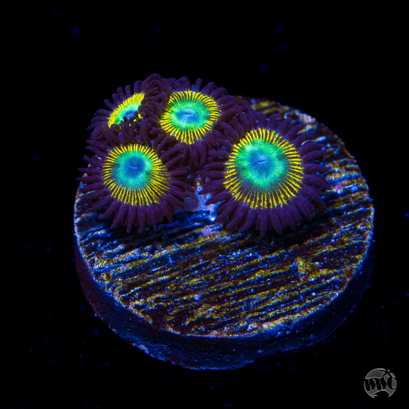 WWC Saltwater Taffee Zoanthids