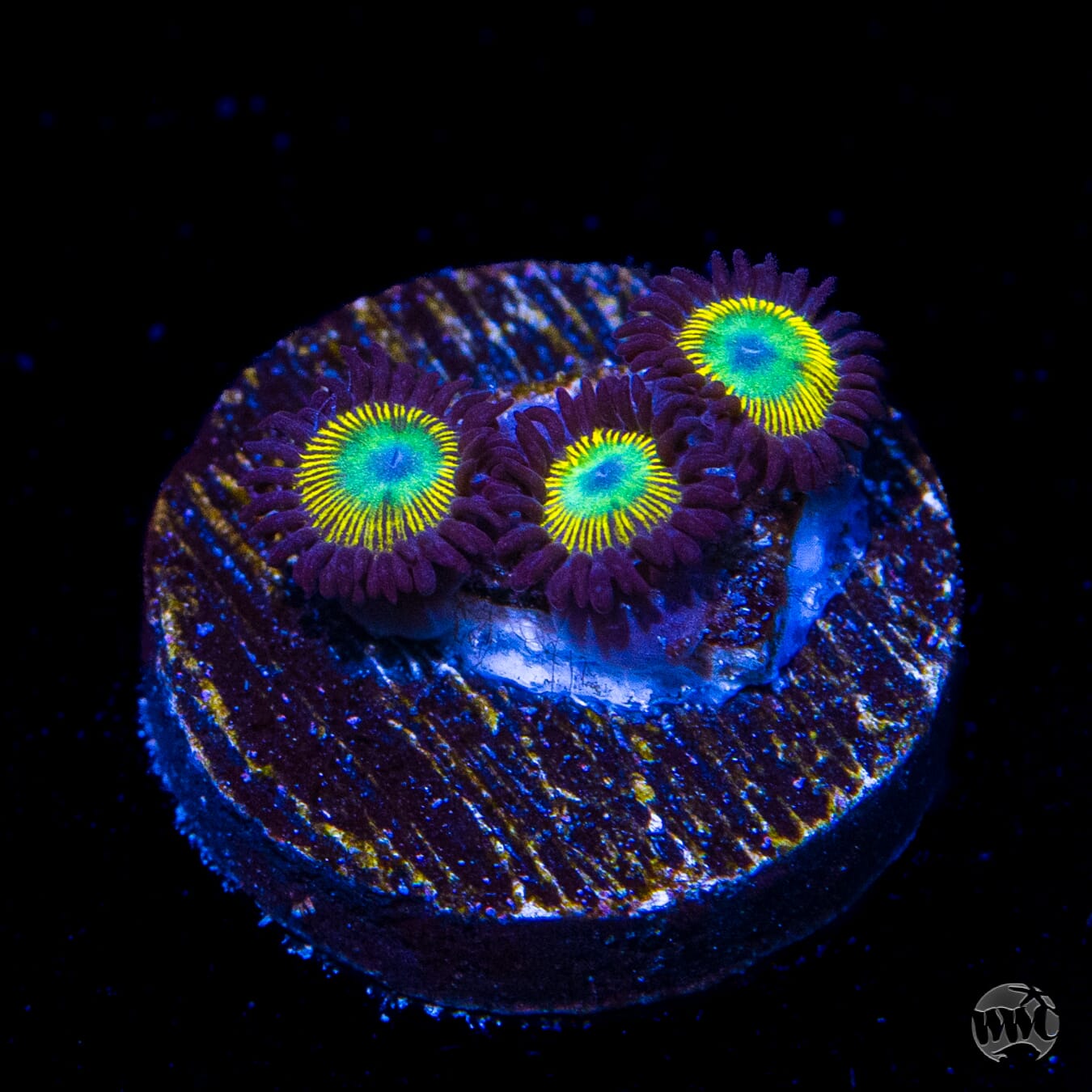 WWC Saltwater Taffee Zoanthids