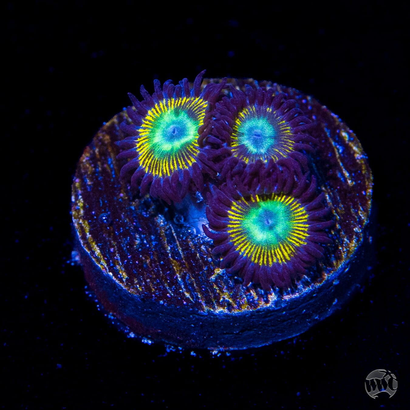 WWC Saltwater Taffee Zoanthids