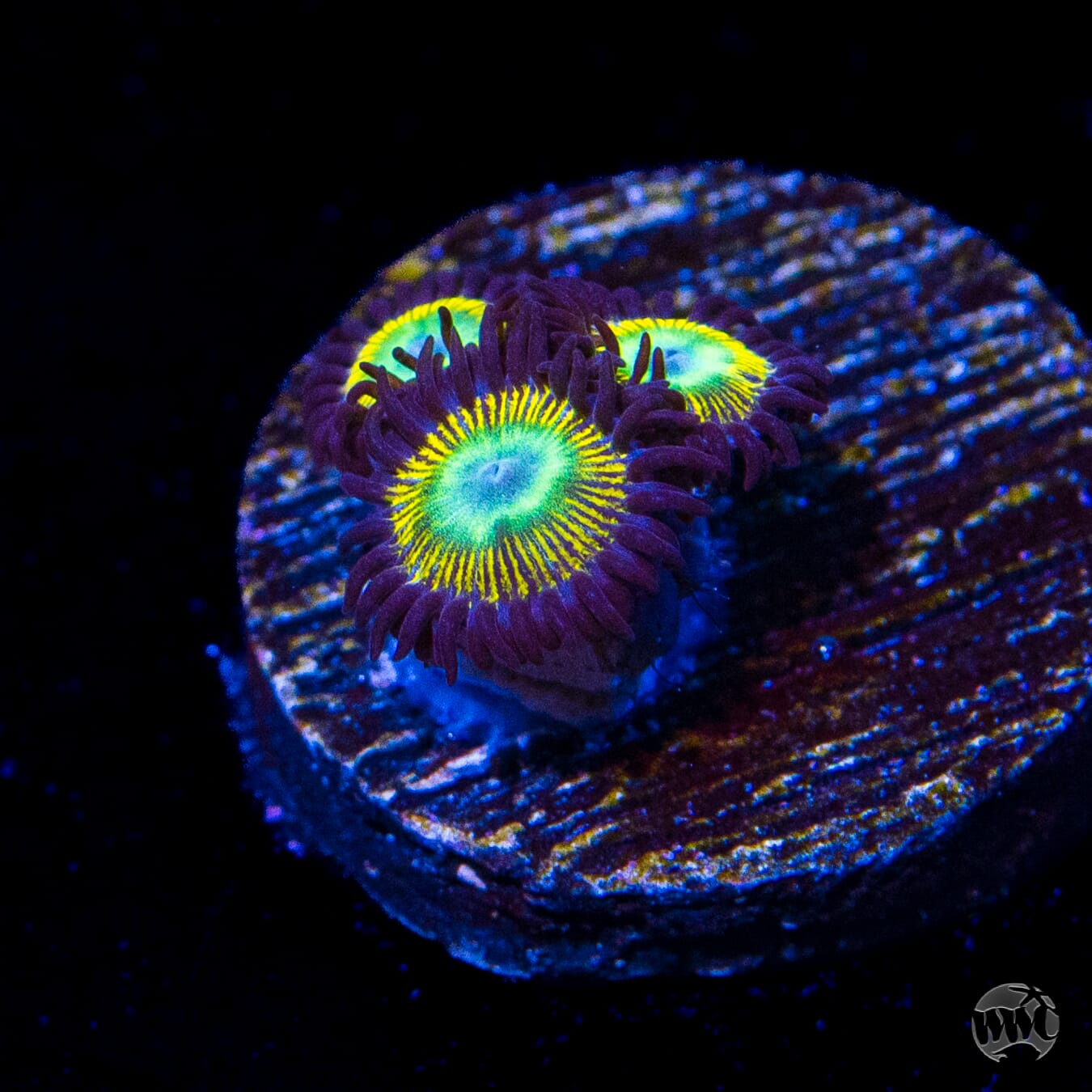 WWC Saltwater Taffee Zoanthids