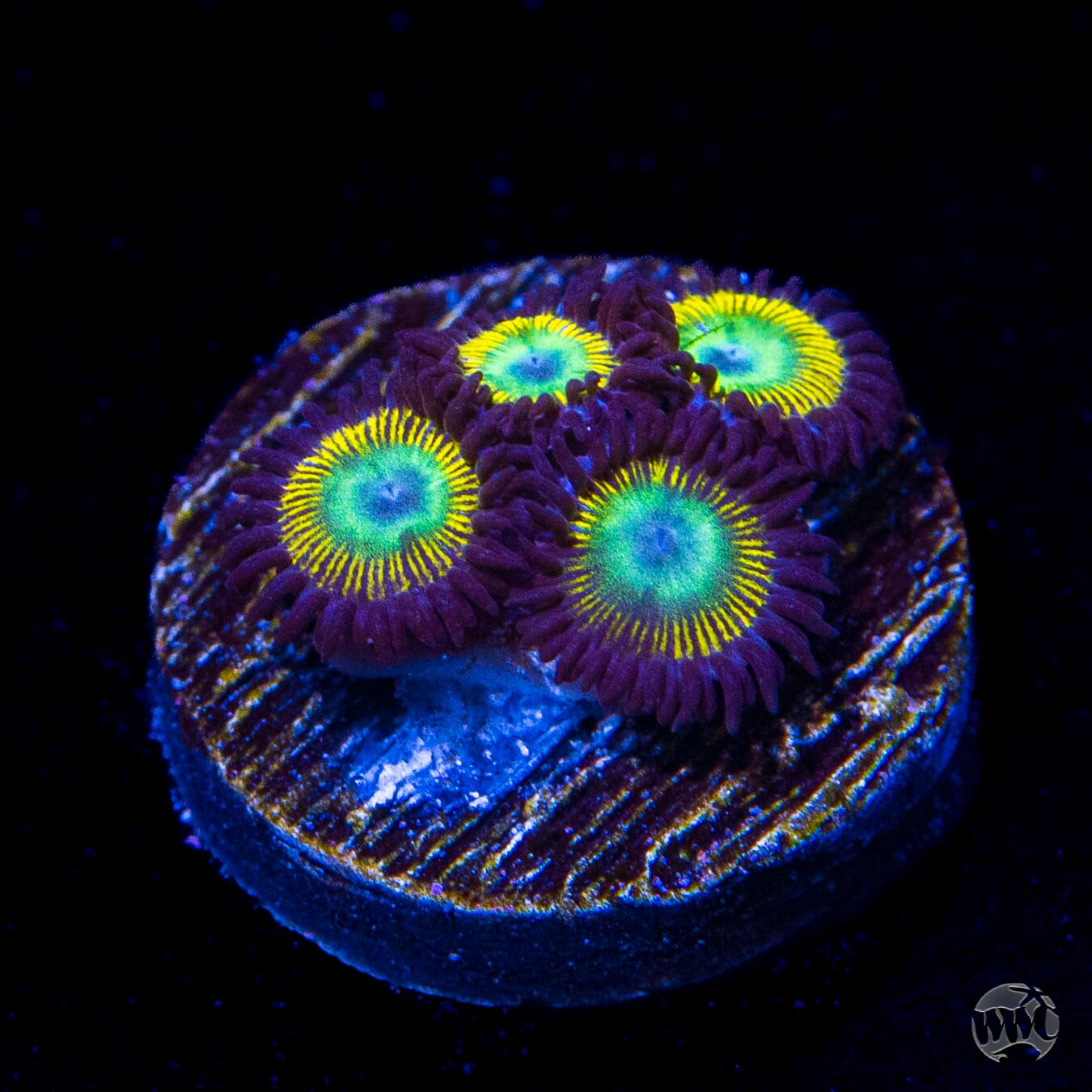 WWC Saltwater Taffee Zoanthids