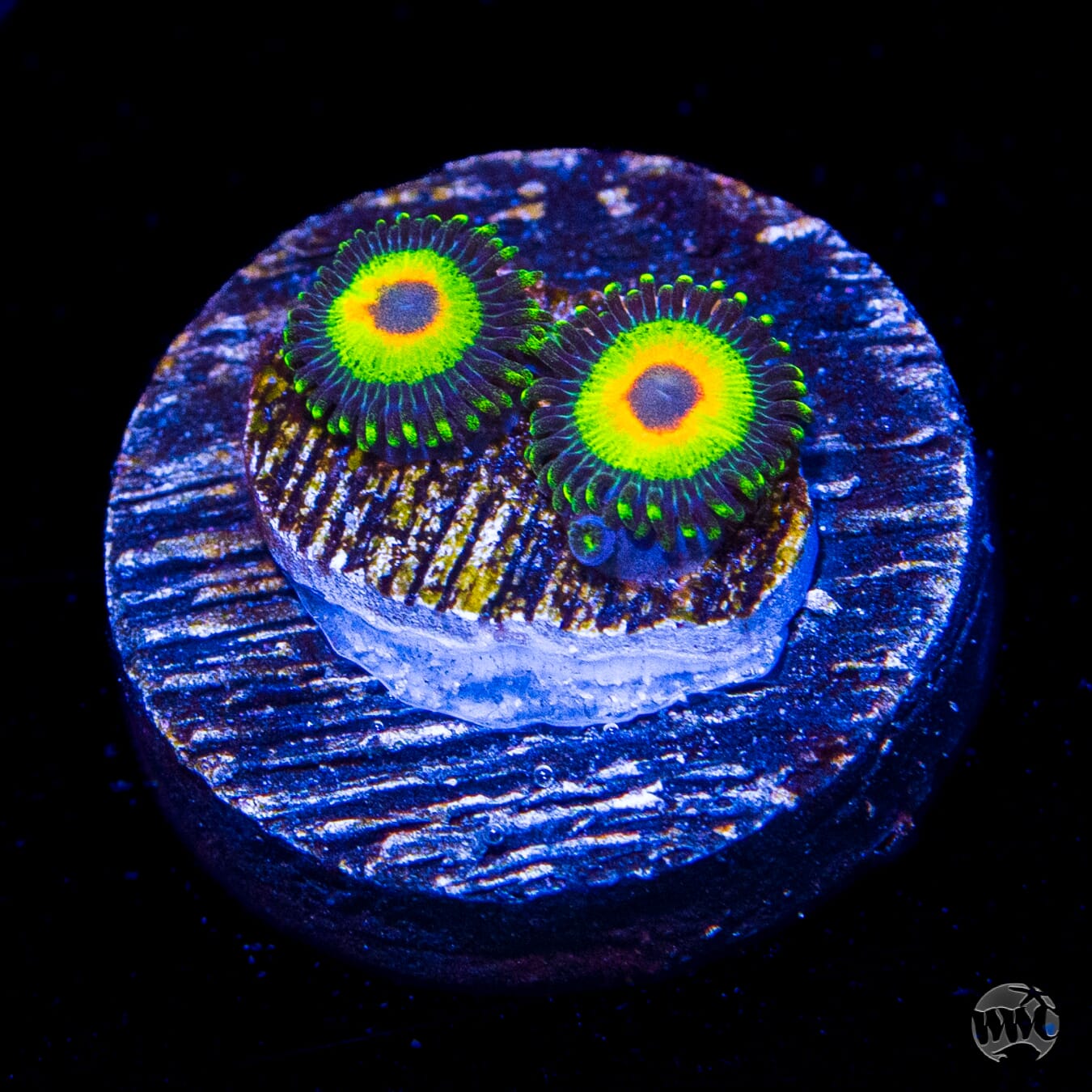 WWC Island Time Zoanthids