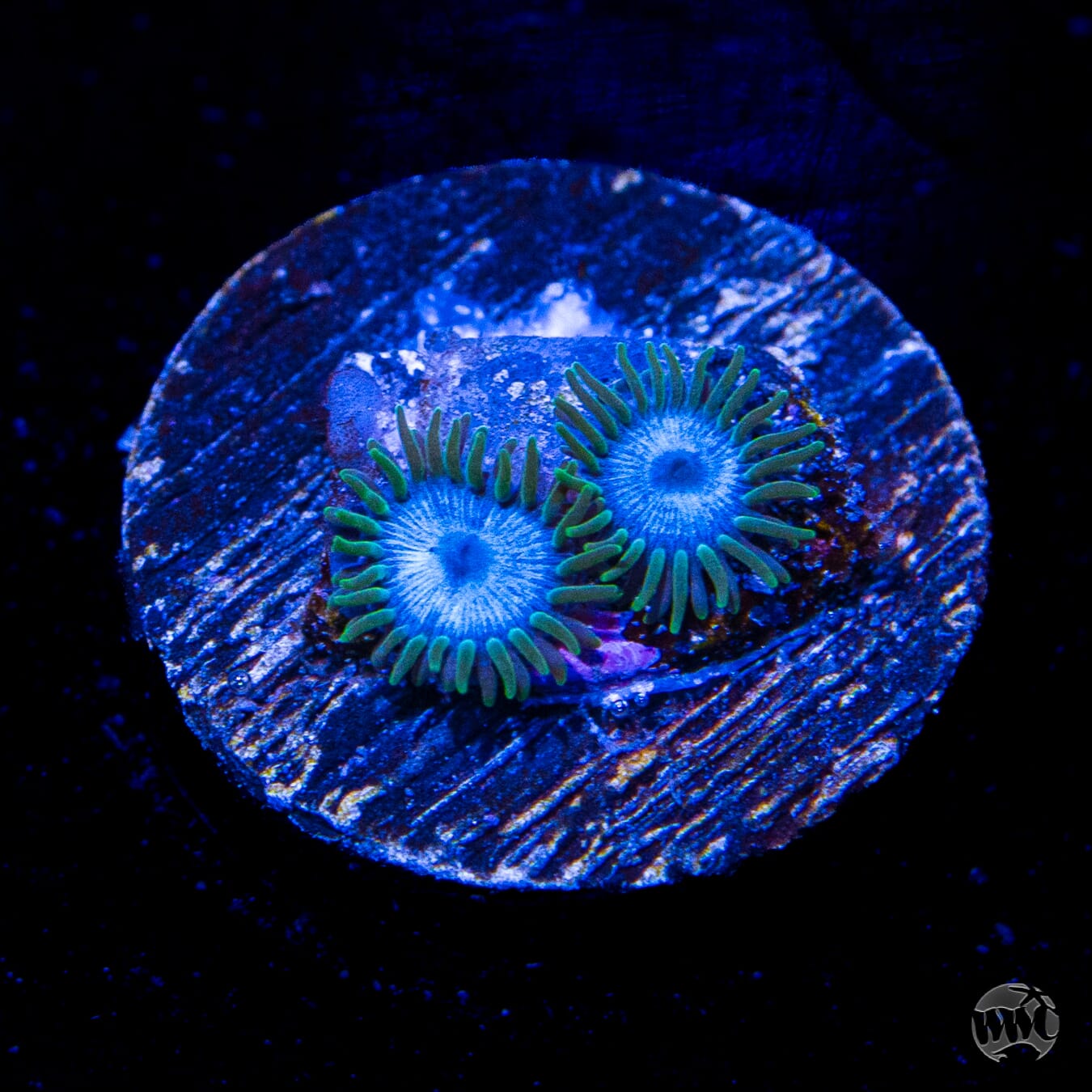 WWC Lich King Zoanthids