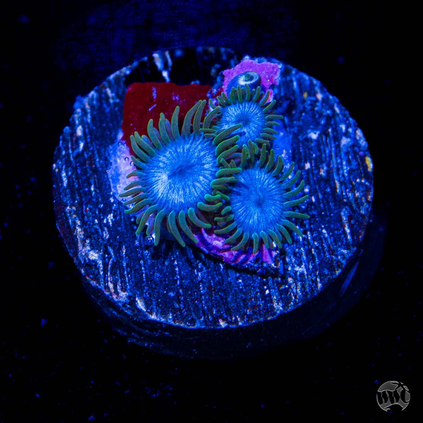 WWC Lich King Zoanthids