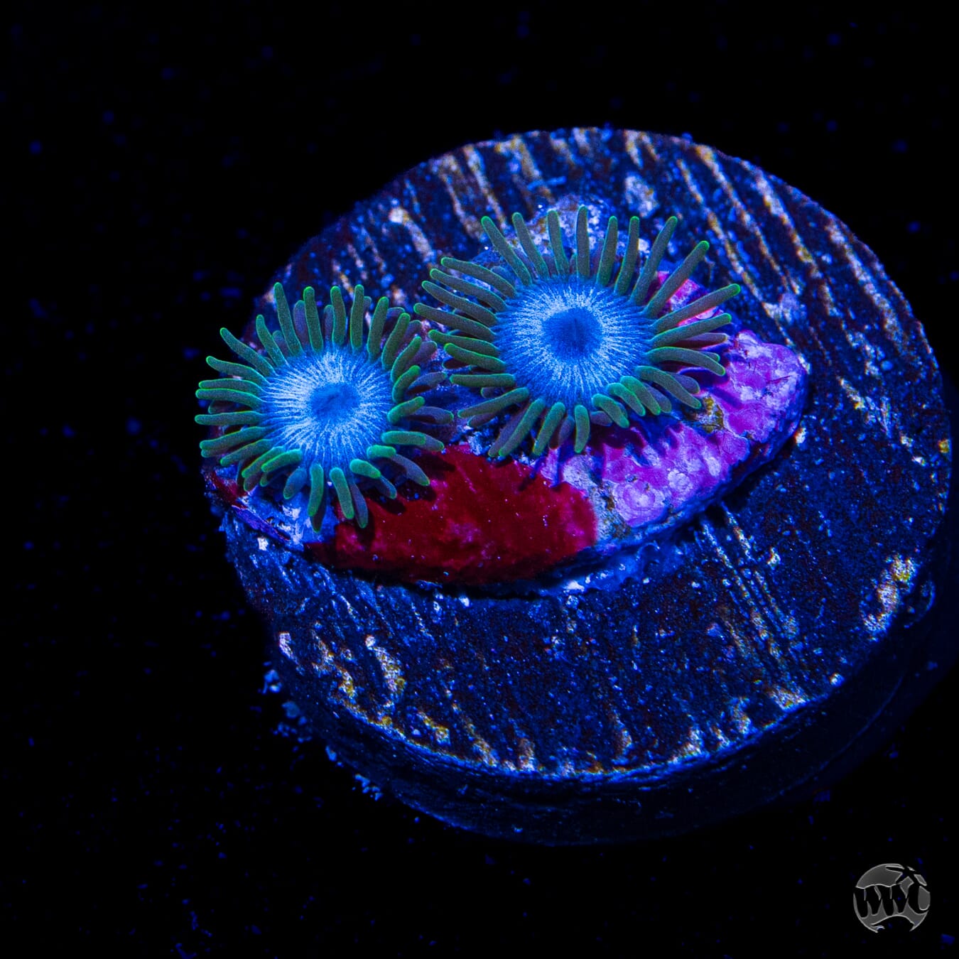 WWC Lich King Zoanthids