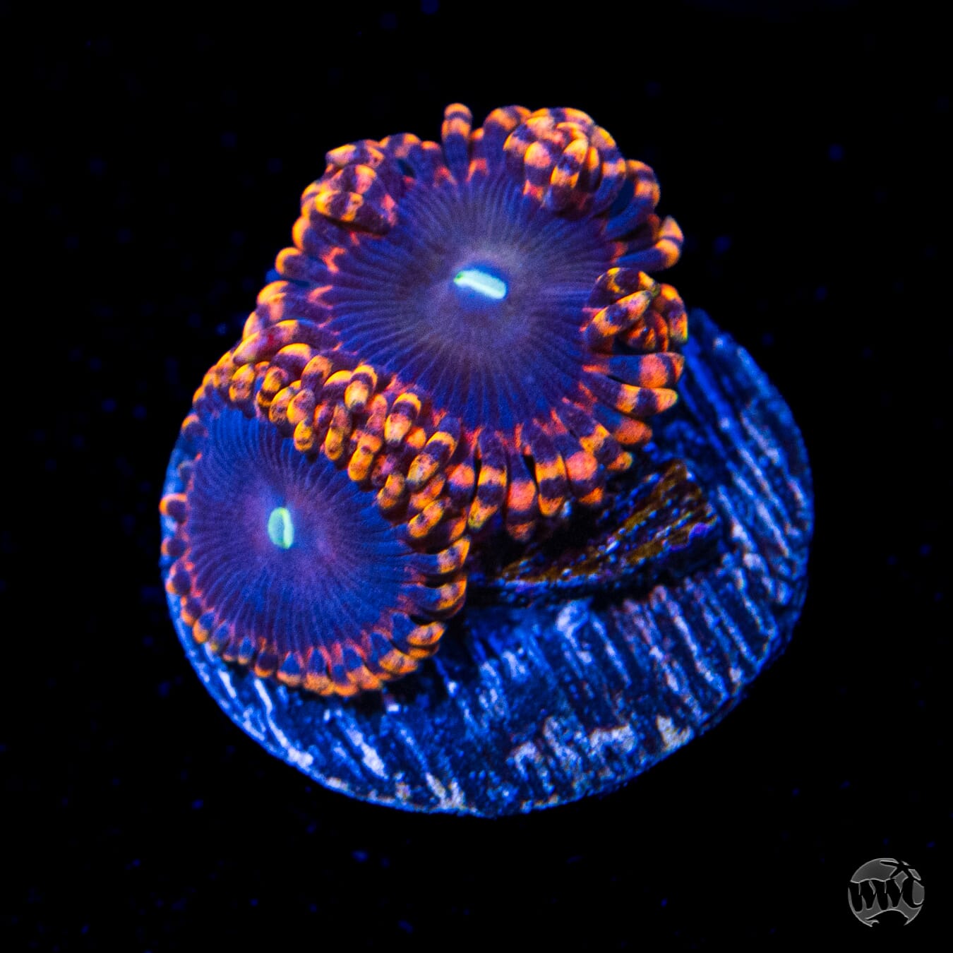 Anti Matter Zoanthids