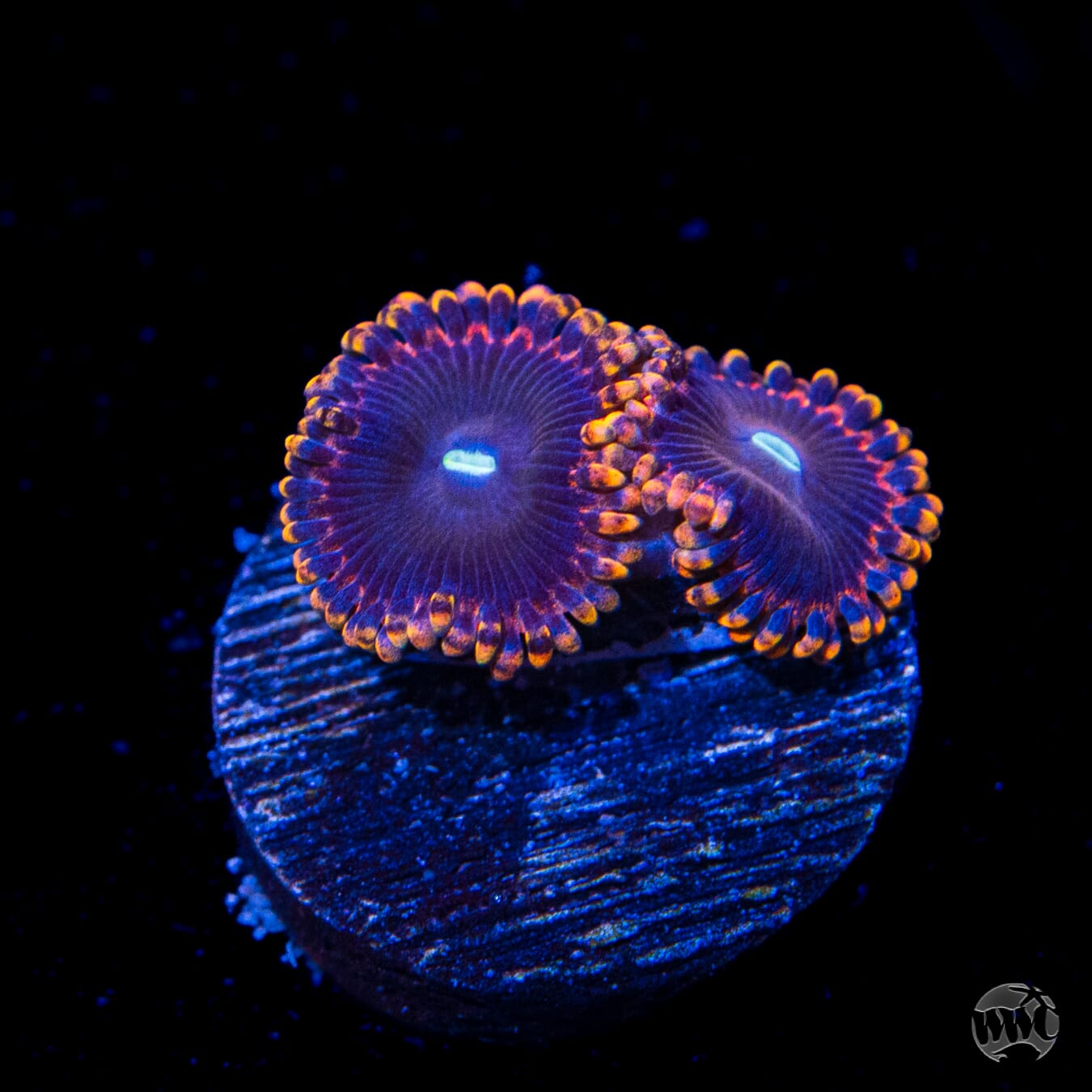 Anti Matter Zoanthids