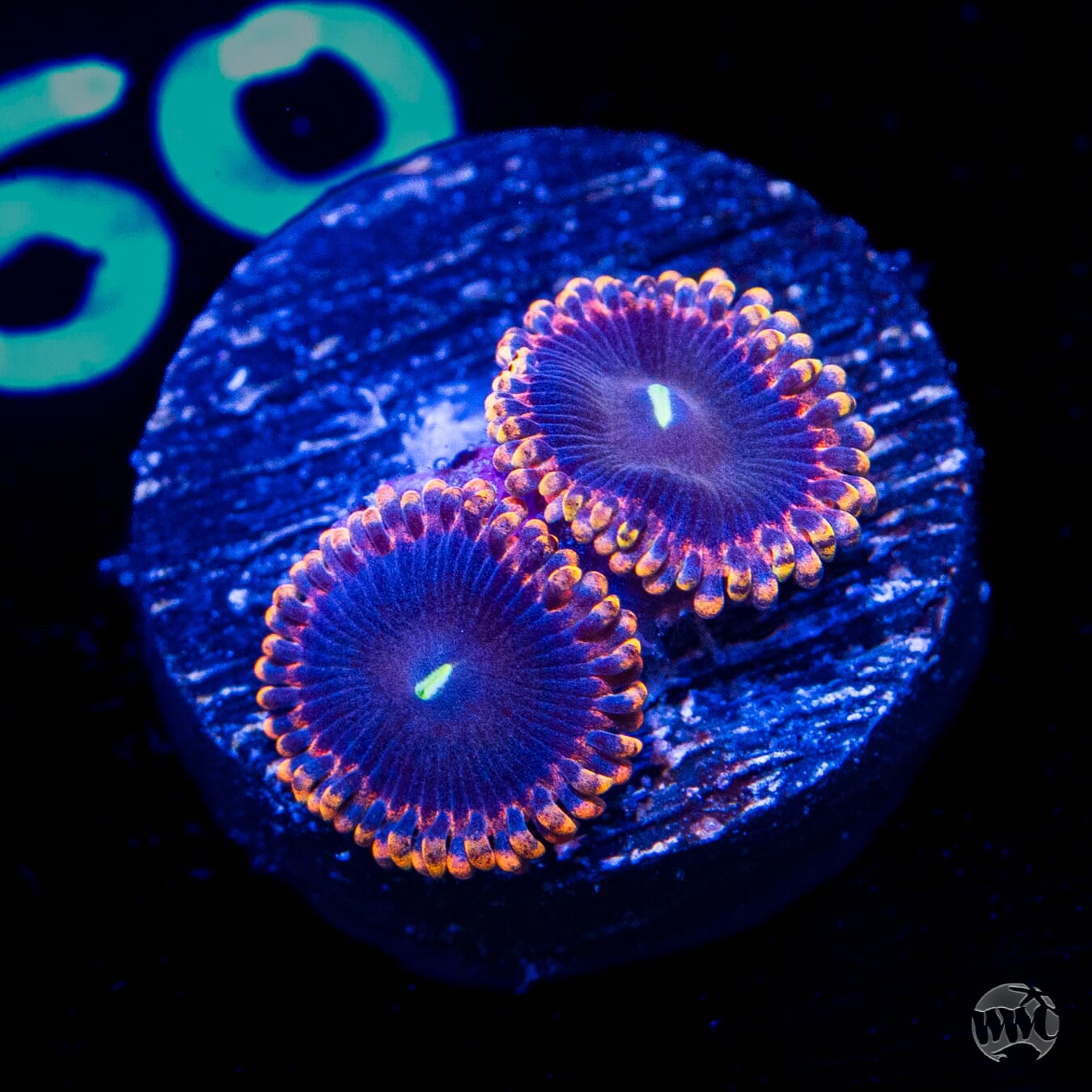 Anti Matter Zoanthids