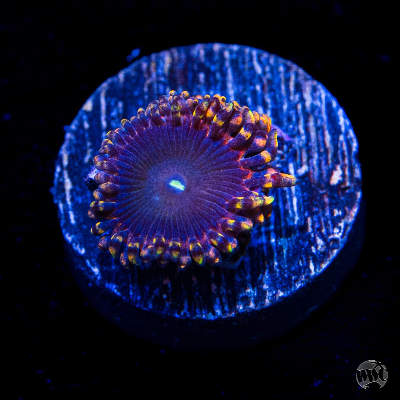 Anti Matter Zoanthids