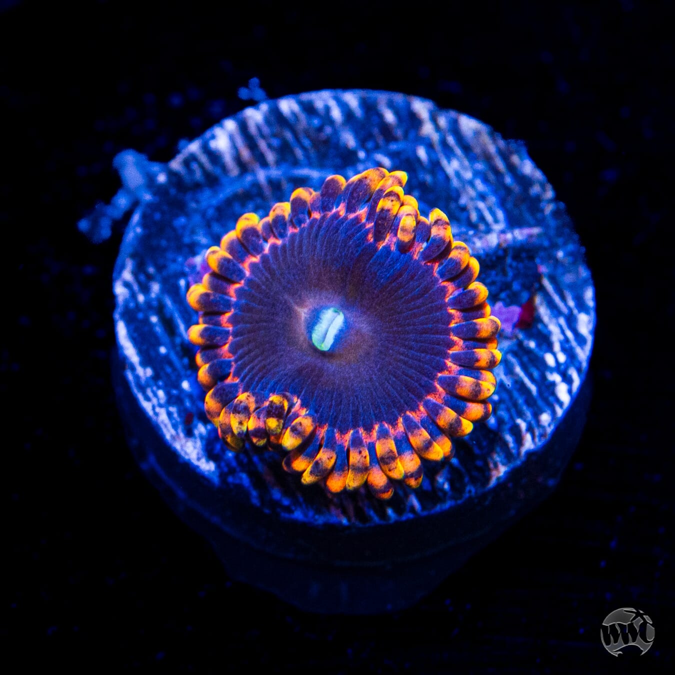 Anti Matter Zoanthids