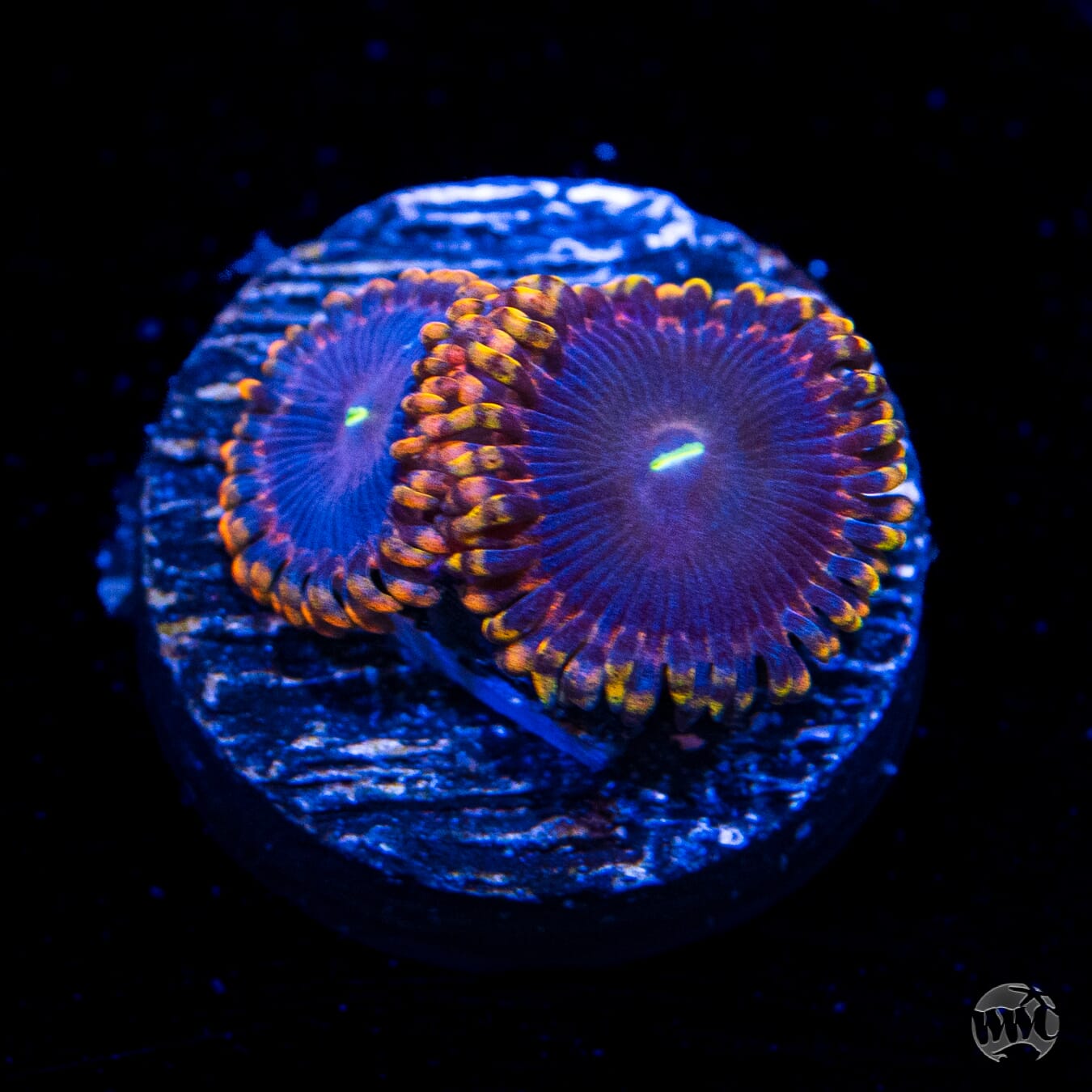 Anti Matter Zoanthids