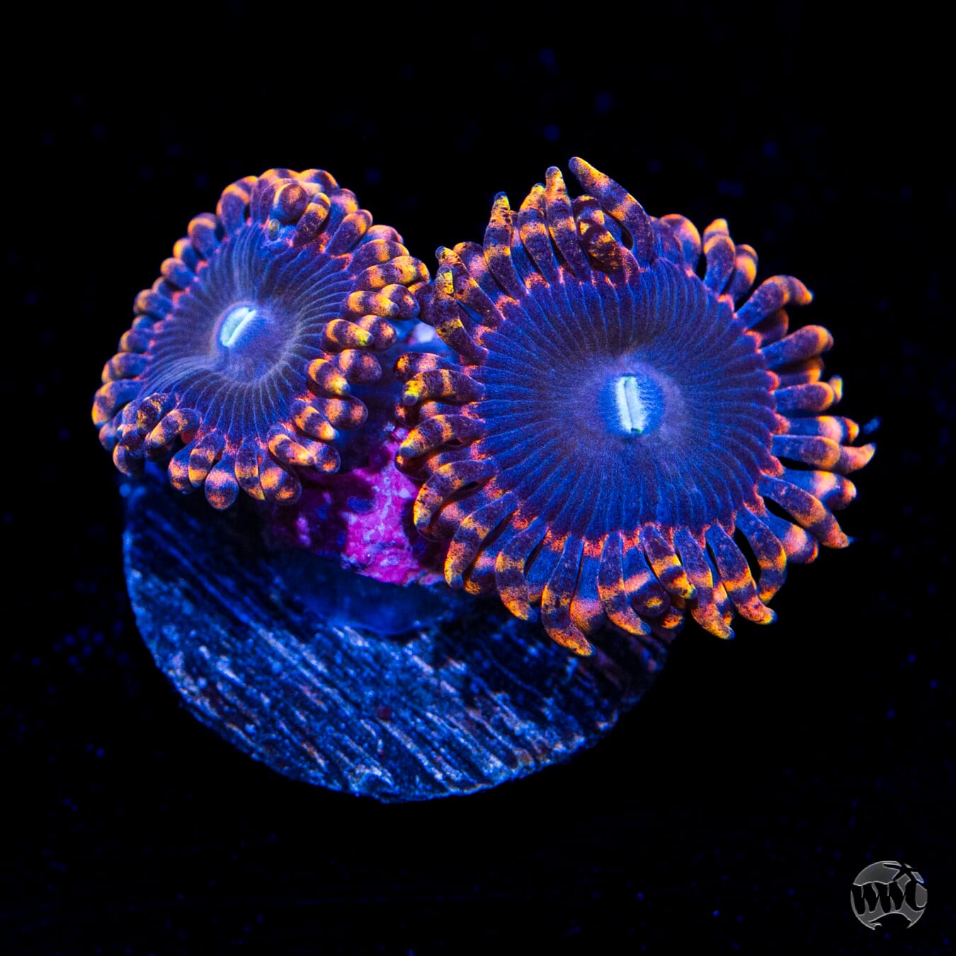 Anti Matter Zoanthids