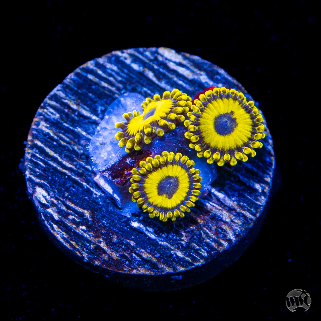 LA Lakerz Zoanthids