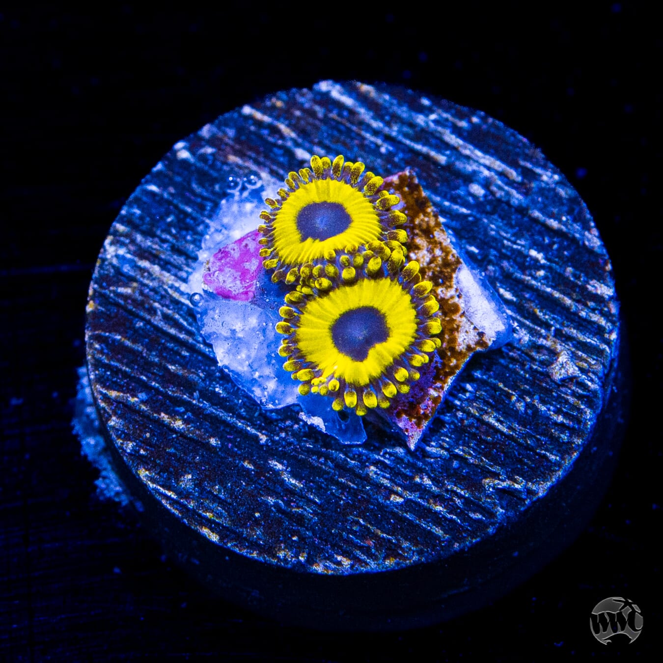 LA Lakerz Zoanthids