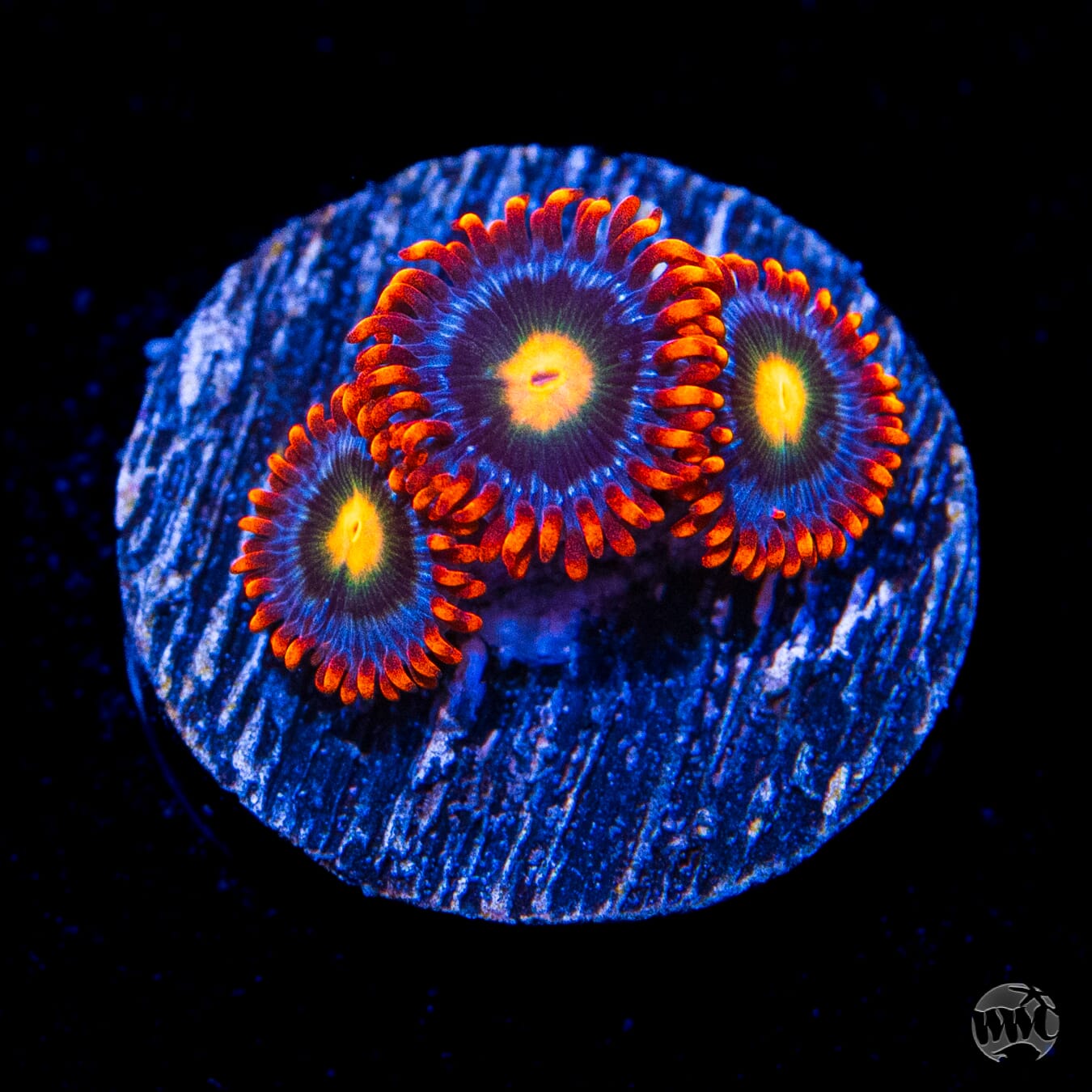 WWC Fire on the Horizon Zoanthids