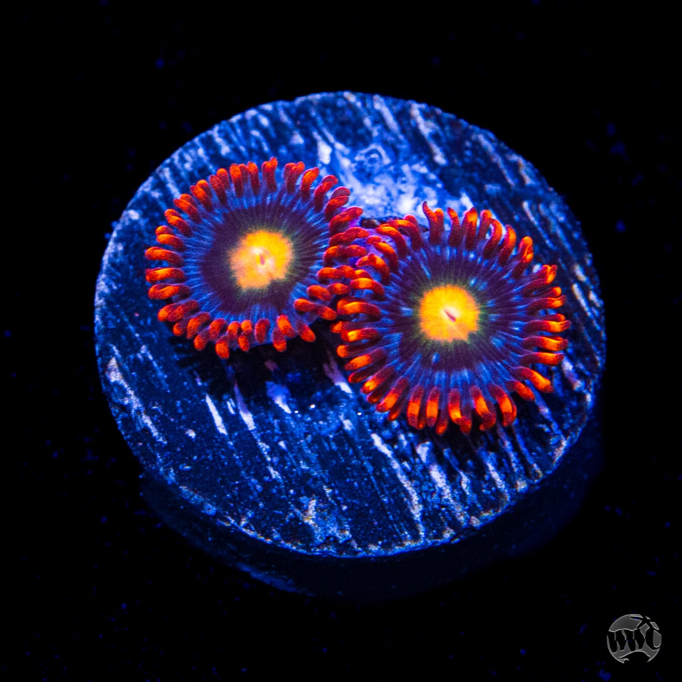 WWC Fire on the Horizon Zoanthids