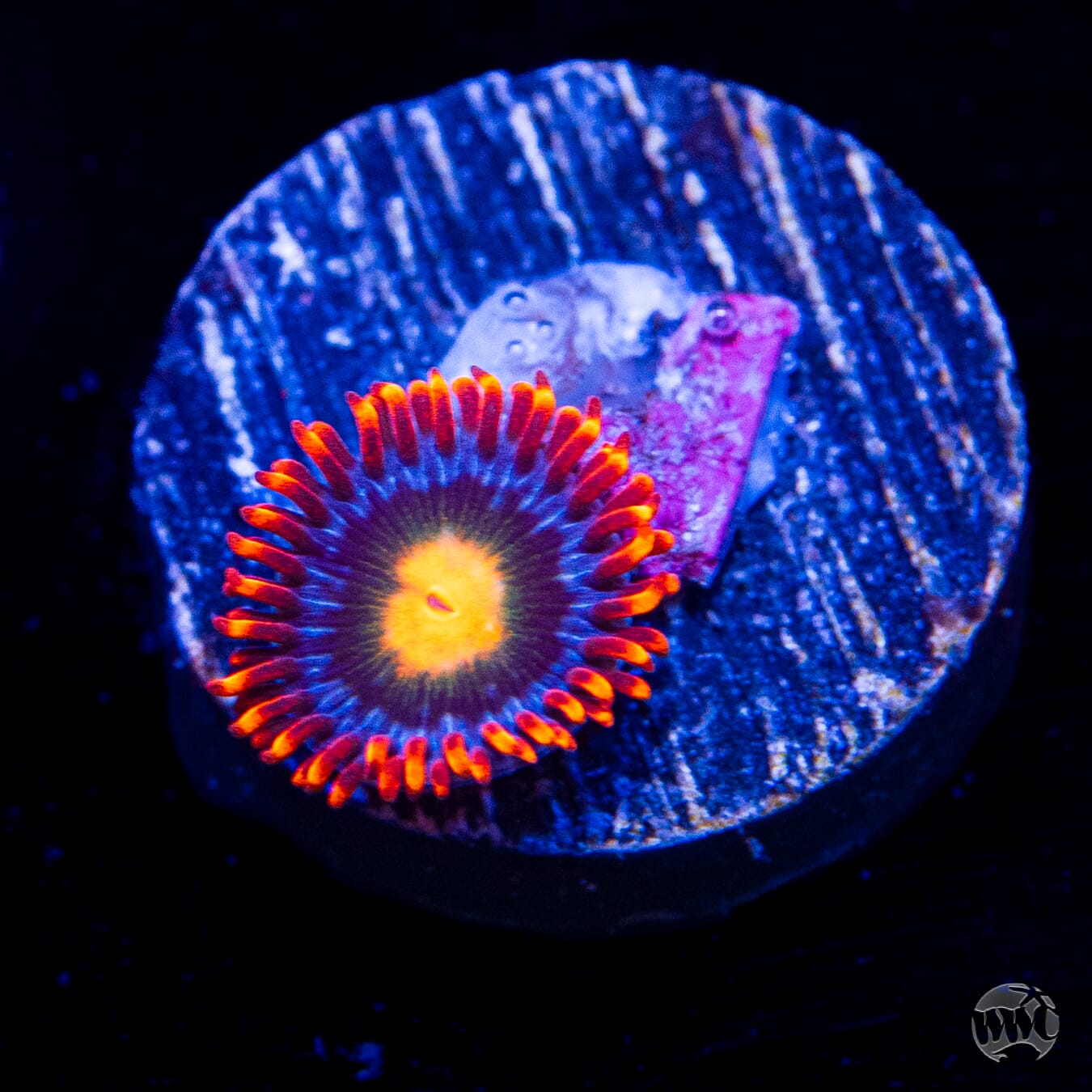 WWC Fire on the Horizon Zoanthids