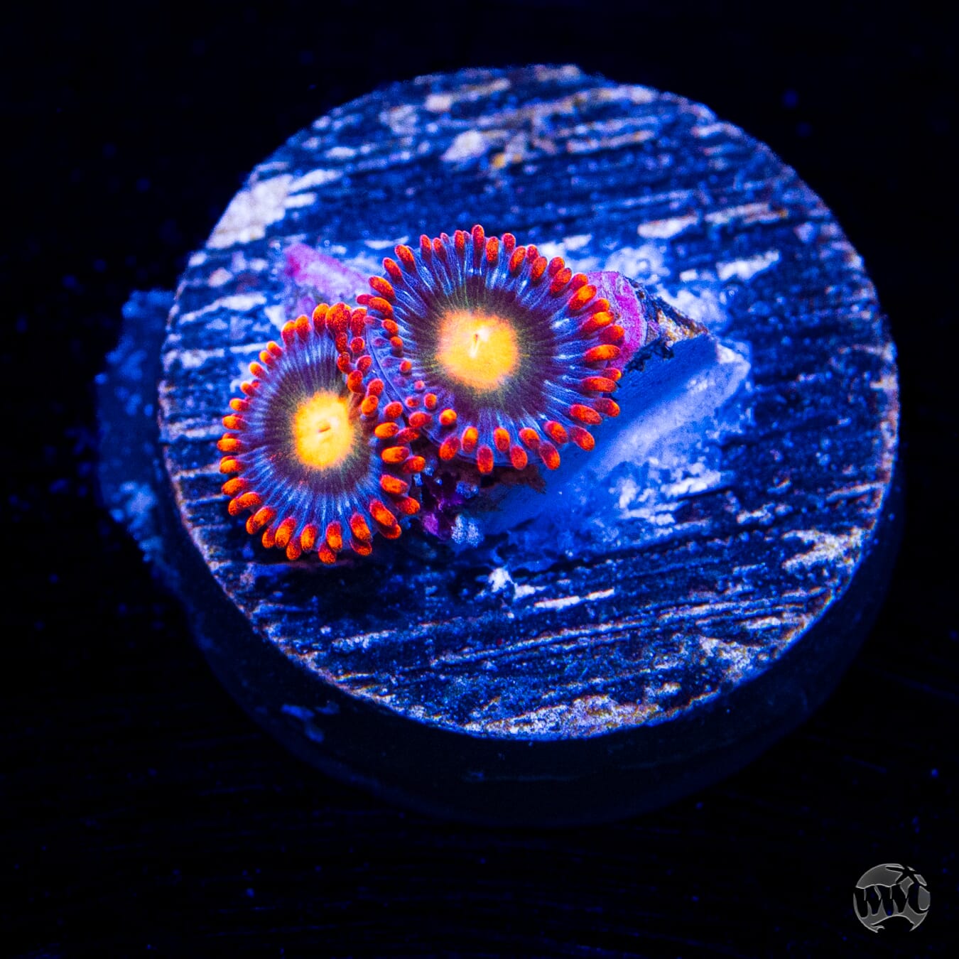 WWC Fire on the Horizon Zoanthids