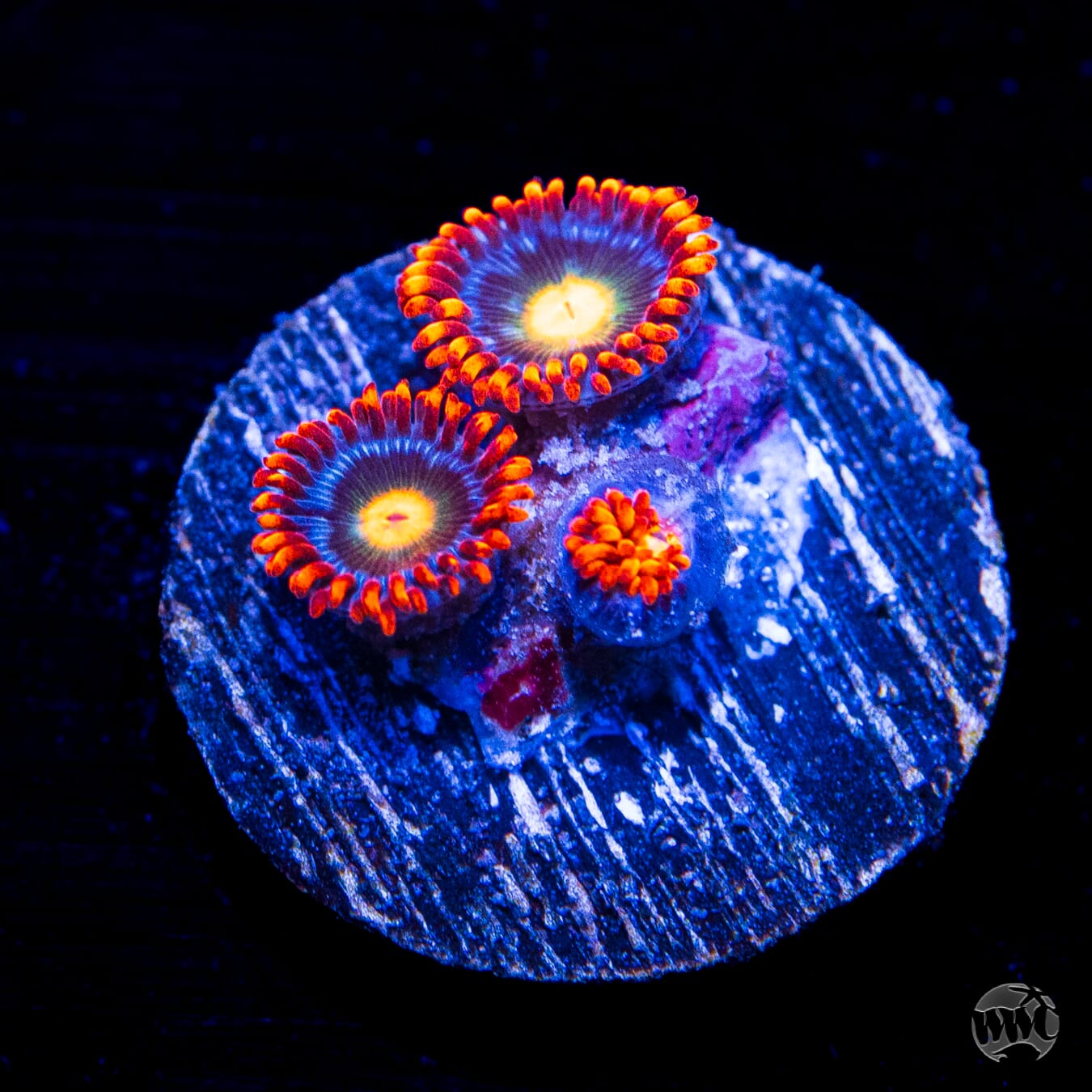 WWC Fire on the Horizon Zoanthids