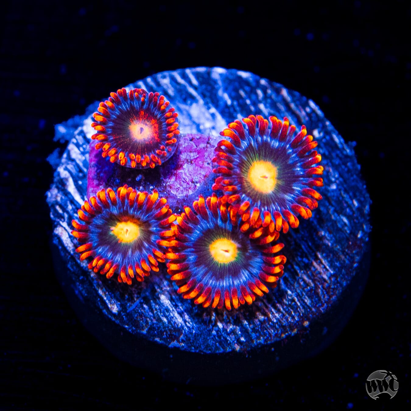 WWC Fire on the Horizon Zoanthids