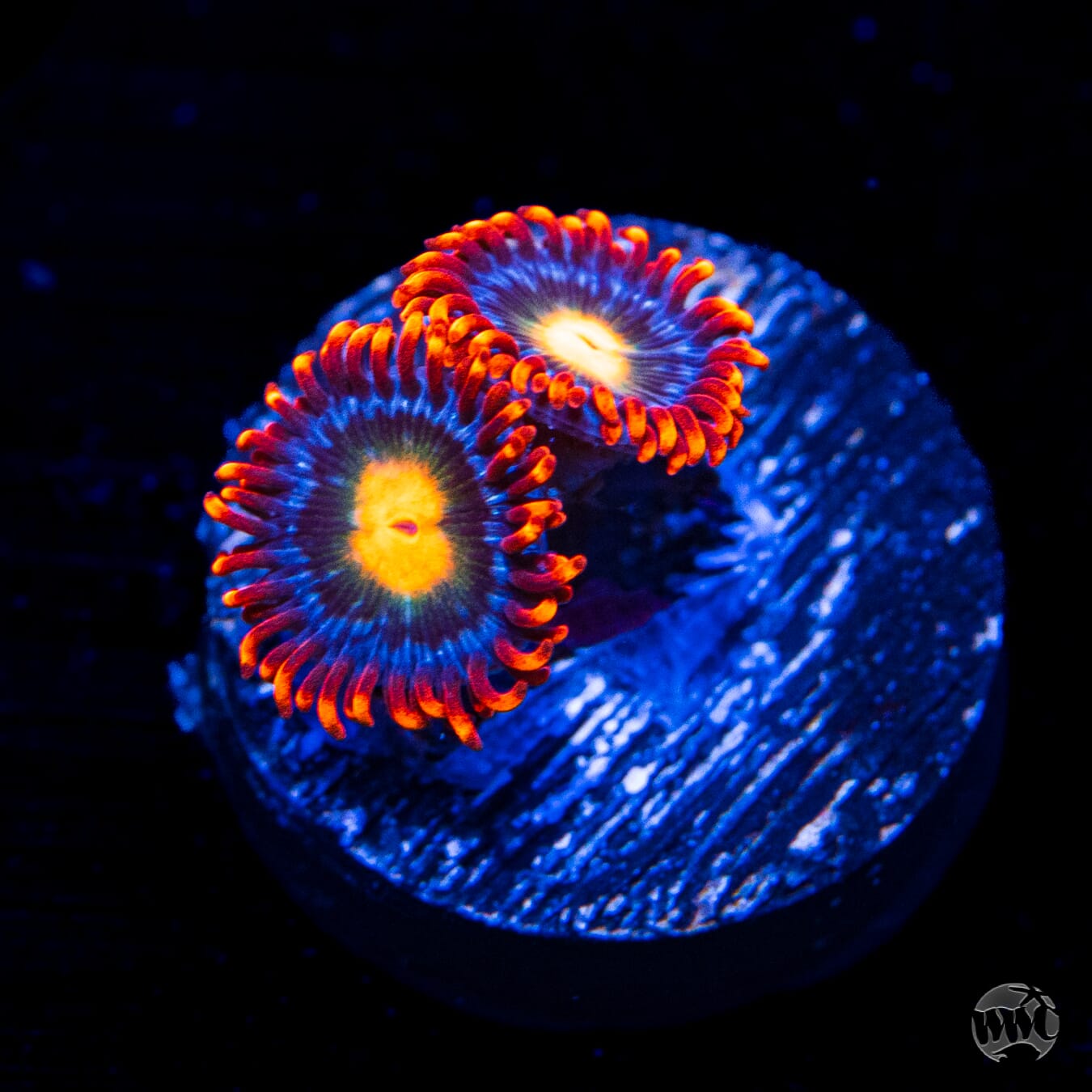 WWC Fire on the Horizon Zoanthids