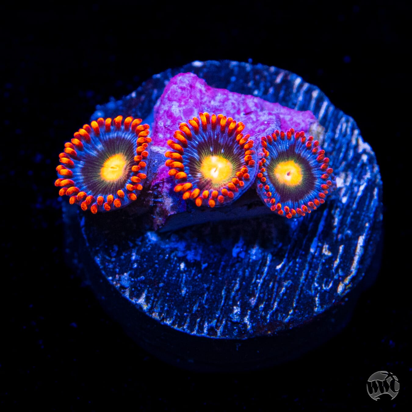 WWC Fire on the Horizon Zoanthids