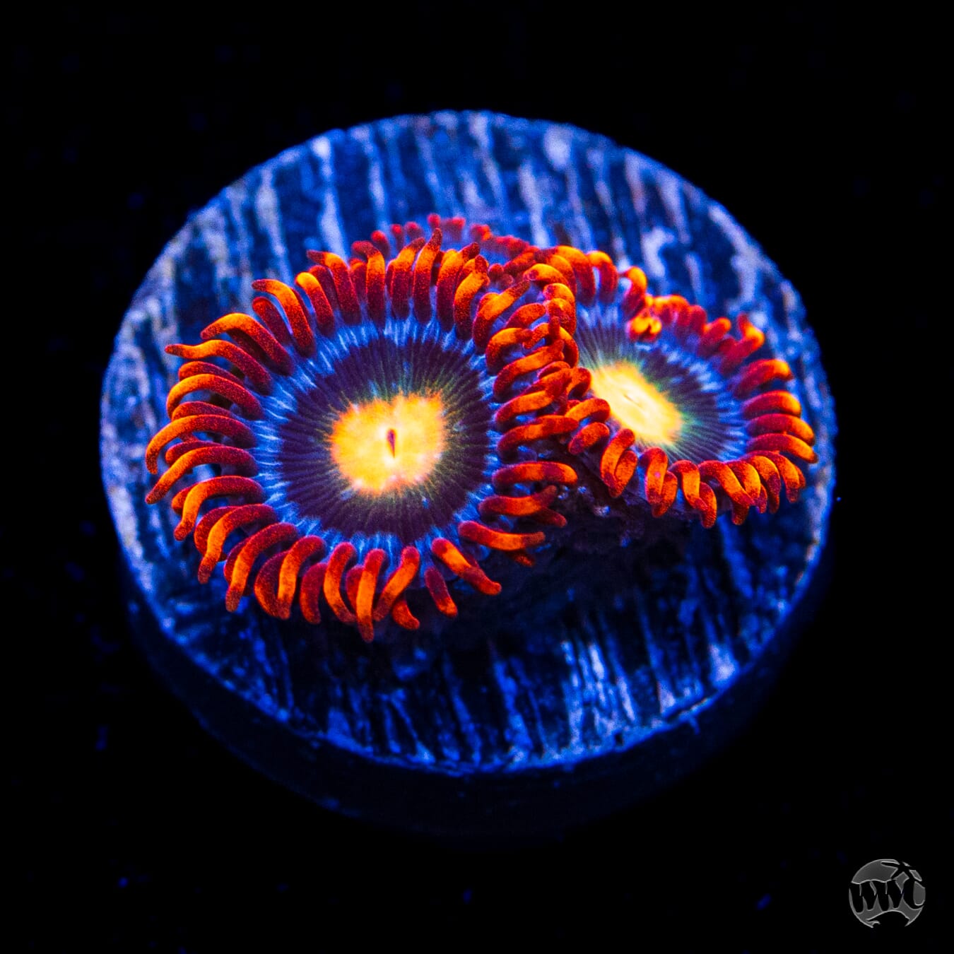 WWC Fire on the Horizon Zoanthids