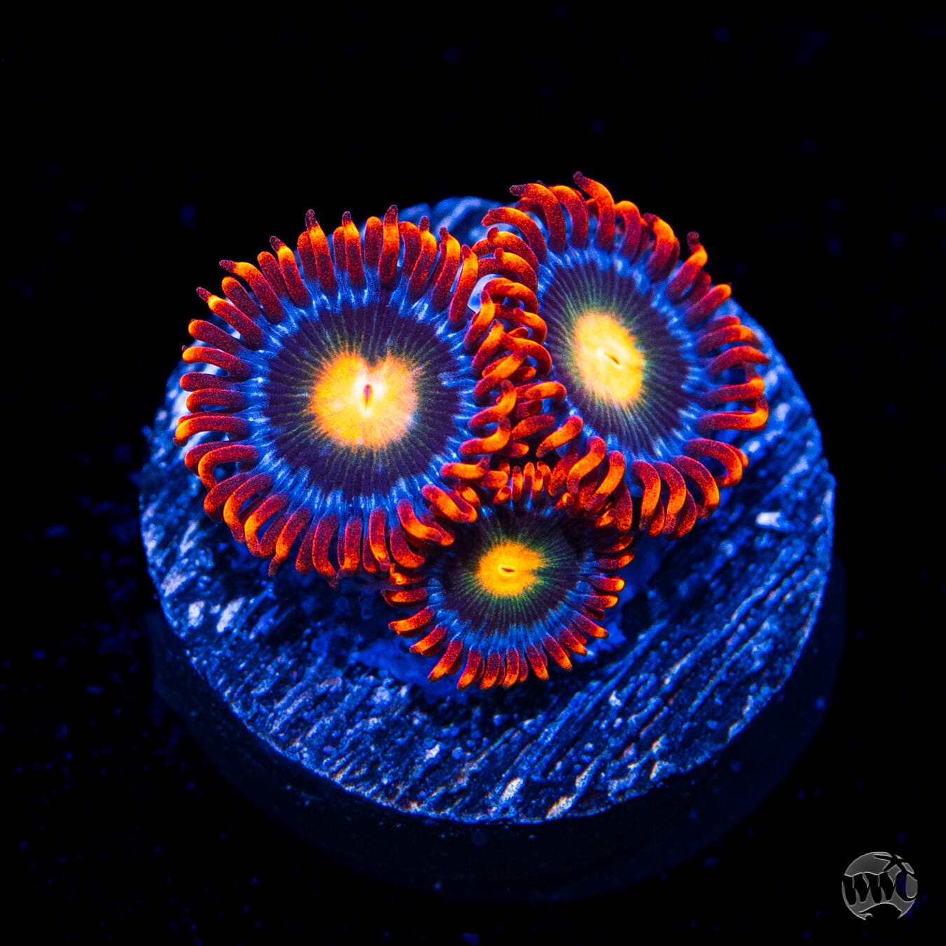 WWC Fire on the Horizon Zoanthids