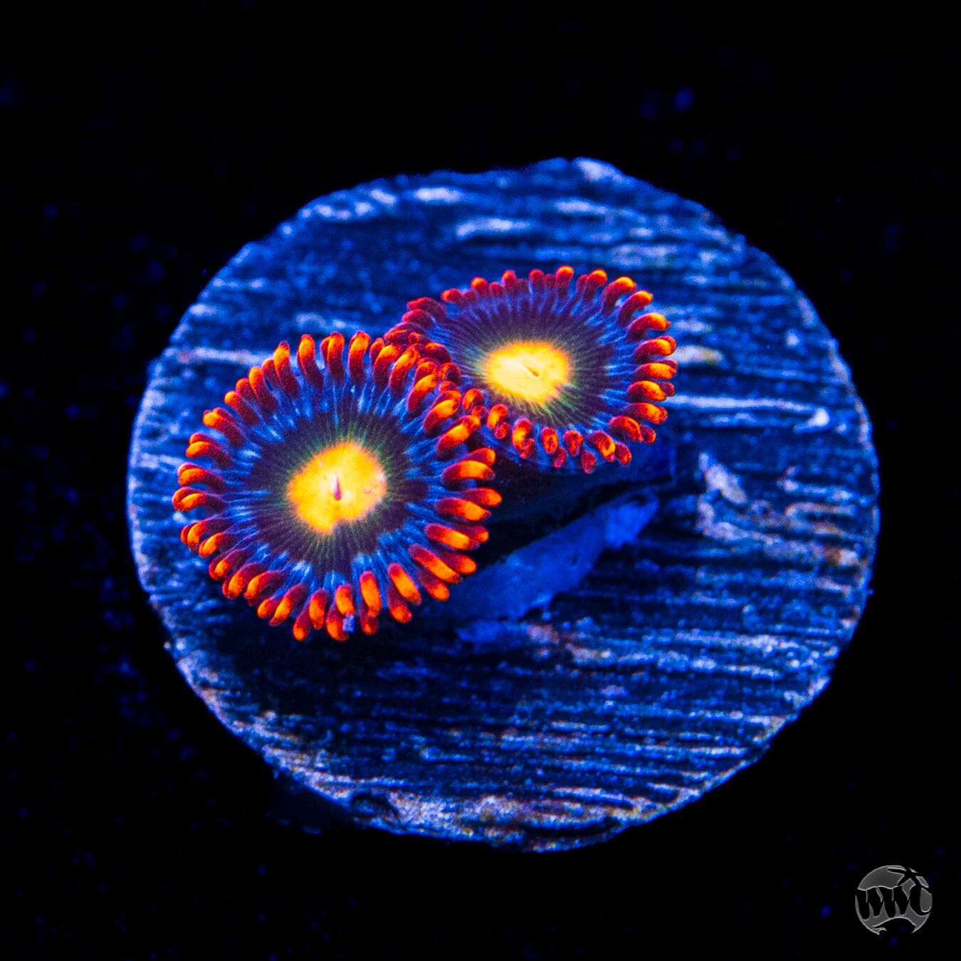 WWC Fire on the Horizon Zoanthids