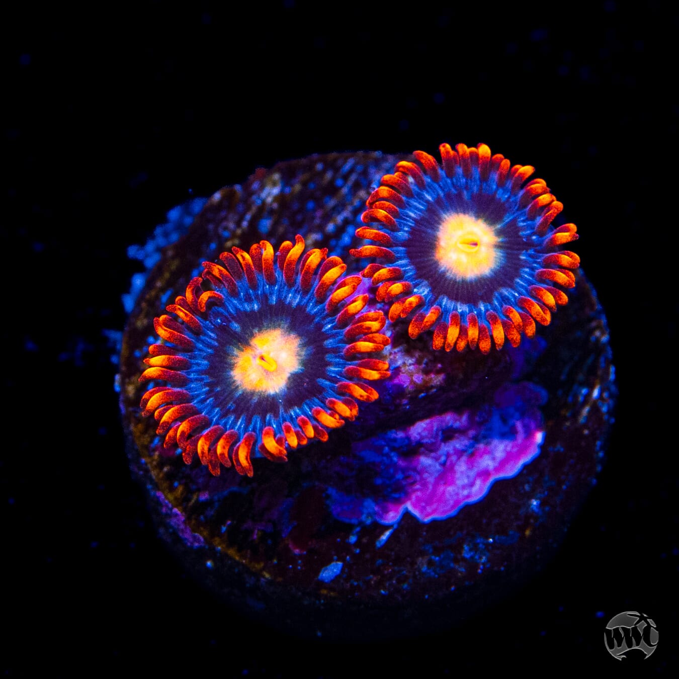 WWC Fire on the Horizon Zoanthids