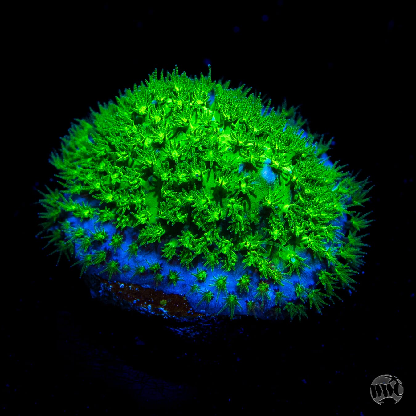 WWC Night Vision Stylocoeniella