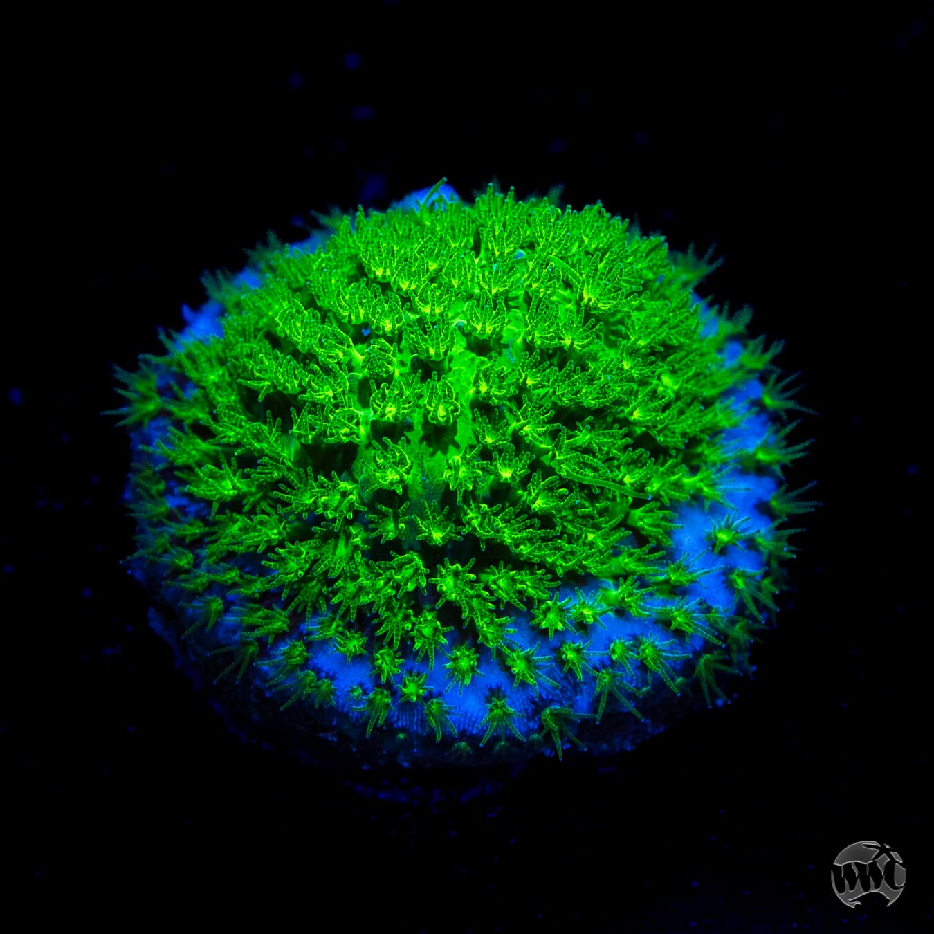 WWC Night Vision Stylocoeniella