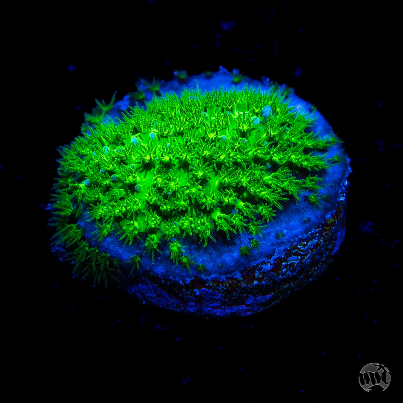 WWC Night Vision Stylocoeniella