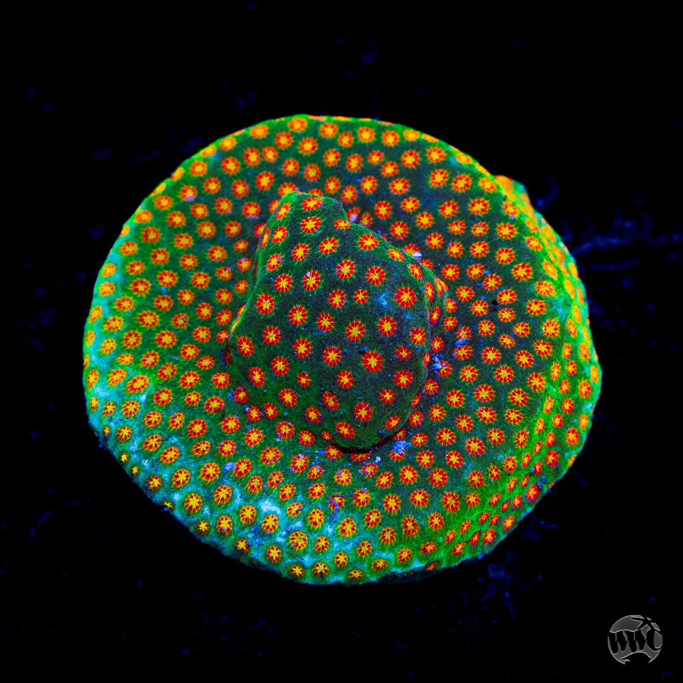 WWC Close Encounter Stylocoeniella